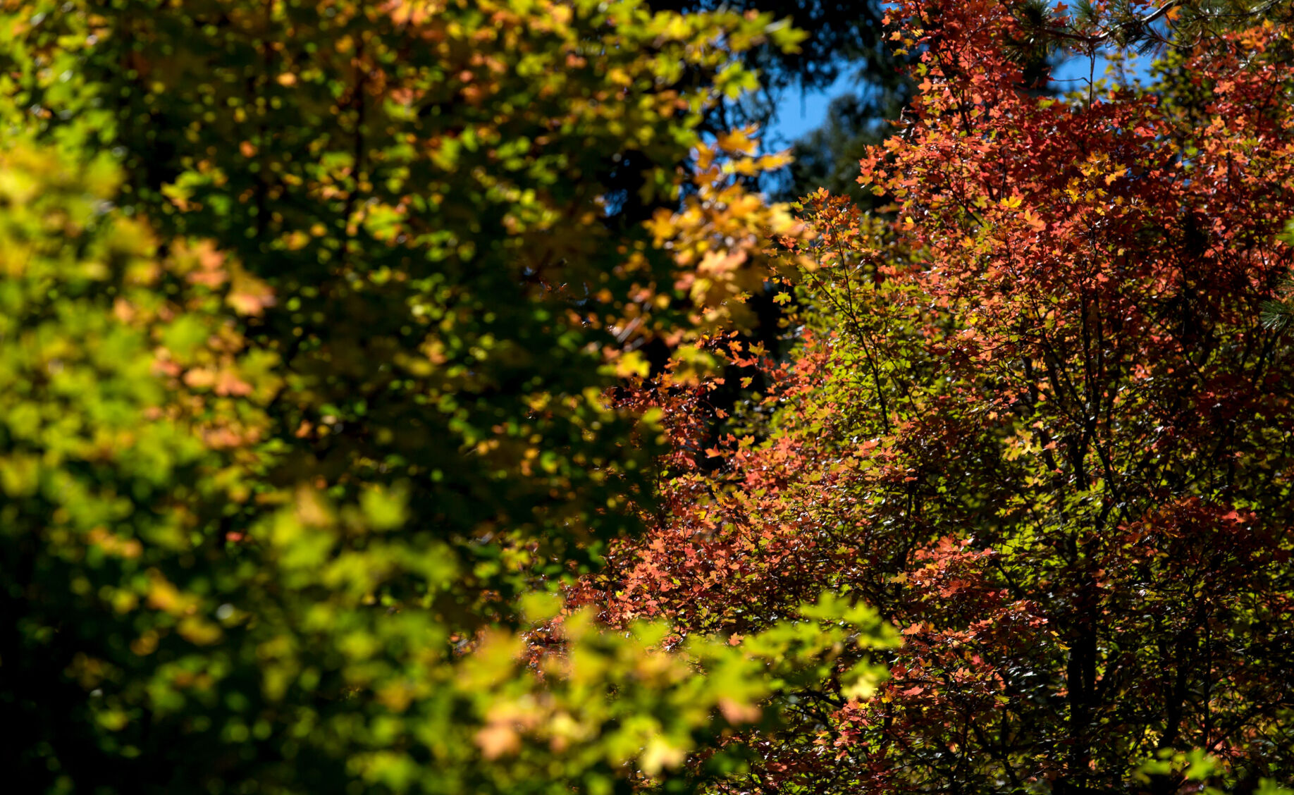 Fall colors
